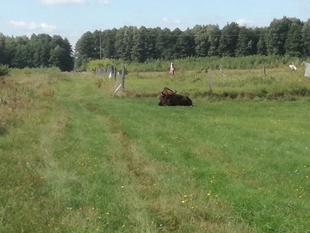 Żubr na łące koło domu – dom wakacyjny Gaja, Puszcza Białowieska