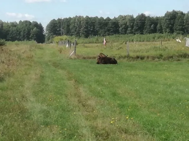 European bison in a meadow near the house – Gaja holiday home, Białowieża Forest