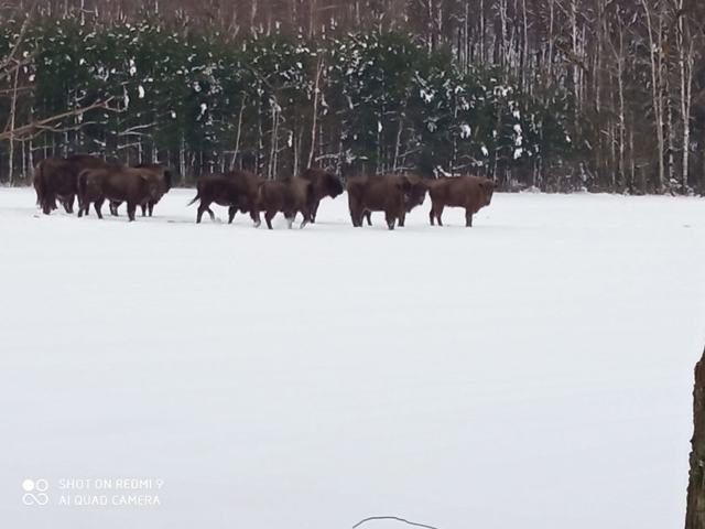 Żubry zimą na skraju puszczy – dom wakacyjny Gaja, Puszcza Białowieska
