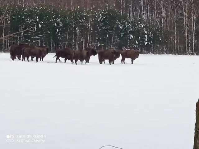 Bison in winter at the forest edge – Gaja holiday home, Białowieża Forest