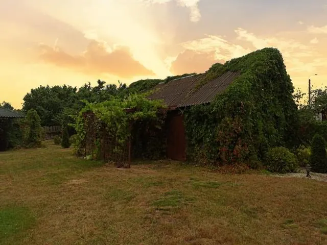 Ivy-covered shed in the garden – Gaja holiday home, Białowieża Forest